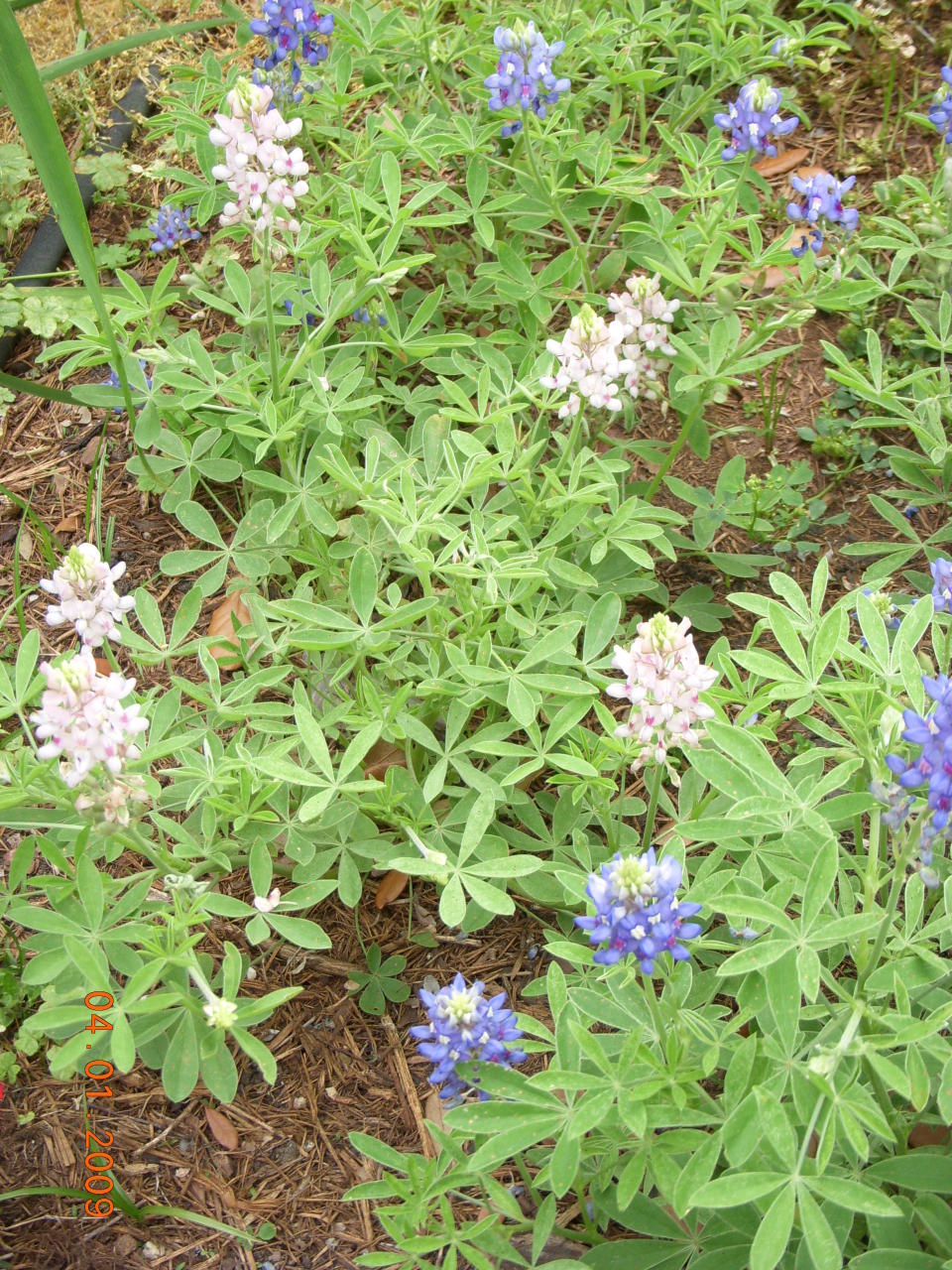 Bluebonnets 2009