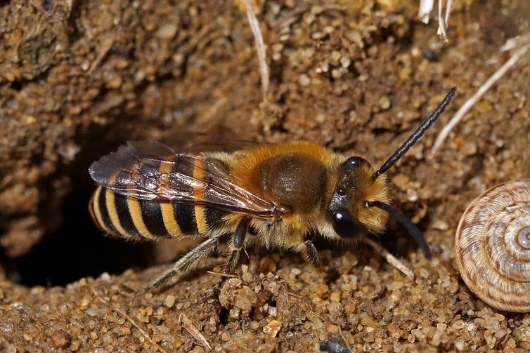 <span class="caption">A male ivy bee (<em>Colletes hederae</em>) – now more prevalent in the UK than at any time since 2001.</span> <span class="attribution"><a class="link " href="https://en.wikipedia.org/wiki/Colletes_hederae#/media/File:Ivy_bee_(Colletes_hederae)_male.jpg" rel="nofollow noopener" target="_blank" data-ylk="slk:Charles J Sharp/Wikipedia;elm:context_link;itc:0;sec:content-canvas">Charles J Sharp/Wikipedia</a>, <a class="link " href="http://creativecommons.org/licenses/by-sa/4.0/" rel="nofollow noopener" target="_blank" data-ylk="slk:CC BY-SA;elm:context_link;itc:0;sec:content-canvas">CC BY-SA</a></span>
