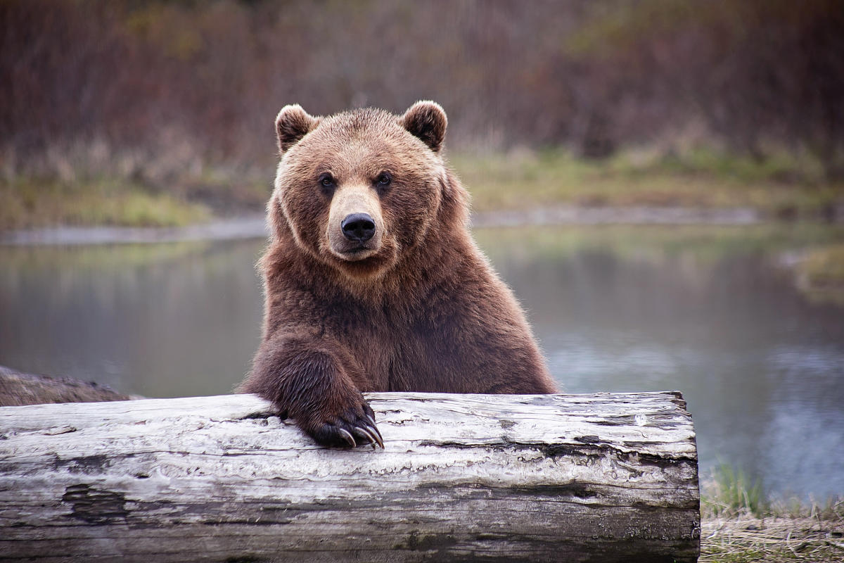 Which ETFs to consider in a bear market: Experts weigh in