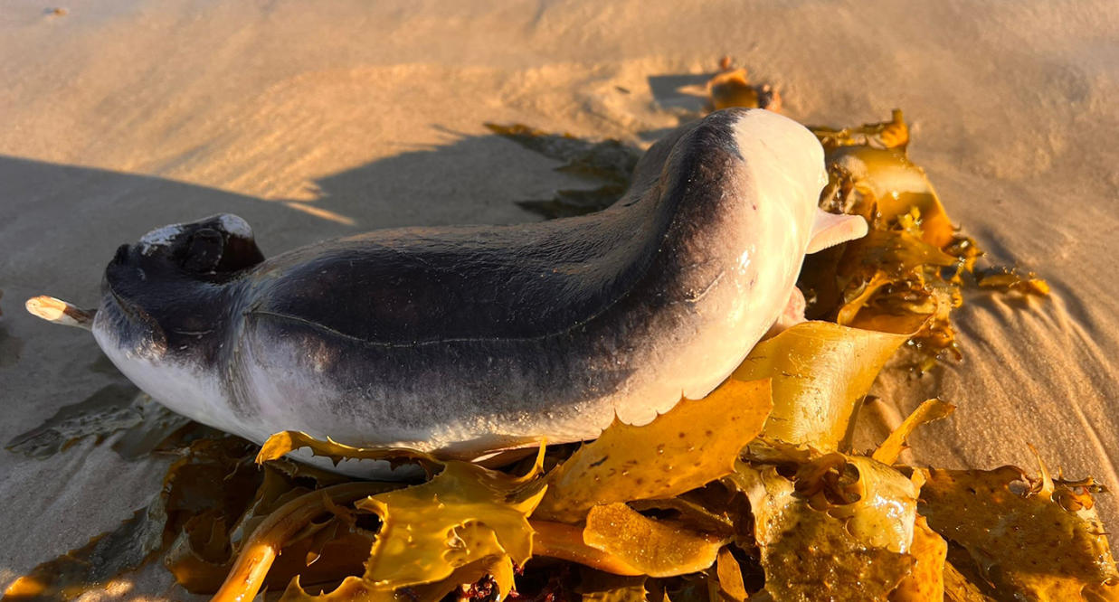 The elusive blobfish! - Picture of Behind the Scenes at Sydney