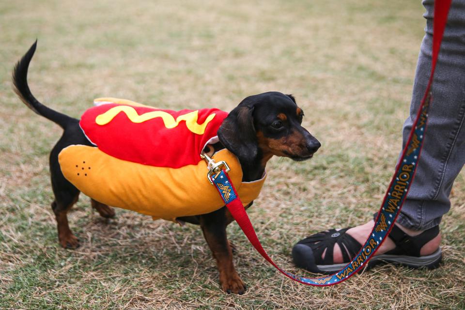 Ella, a Dachshund, wears a hot dog costume at the 25th Annual Buda Wiener Dog Races in Buda, Texas on April 24, 2022.