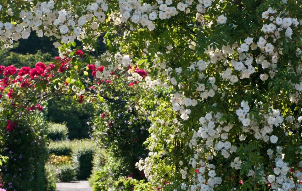 Rosa ‘Sander’s White rambler’ AGM - GAP Photos/Sue Heath