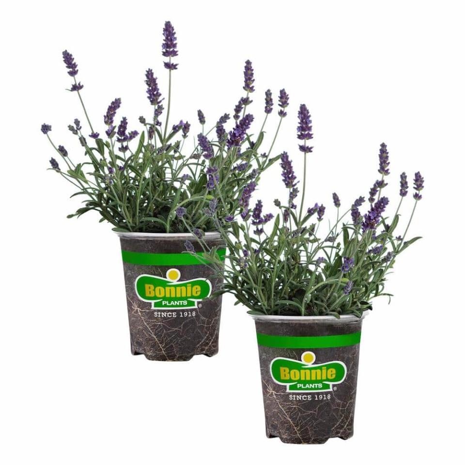 <p><a href="https://go.redirectingat.com?id=74968X1596630&url=https%3A%2F%2Fwww.homedepot.com%2Fp%2FBonnie-Plants-19-oz-Lavender-Live-Plant-2-Pack-207194%2F323892412&sref=https%3A%2F%2Fwww.housebeautiful.com%2Flifestyle%2Fgardening%2Fg30319232%2Ffront-door-plants%2F" rel="nofollow noopener" target="_blank" data-ylk="slk:Shop Now;elm:context_link;itc:0;sec:content-canvas" class="link ">Shop Now</a></p><p>19 oz. Lavender, Live Plant, 2-Pack</p><p>Home Depot</p><p>$17.48</p>