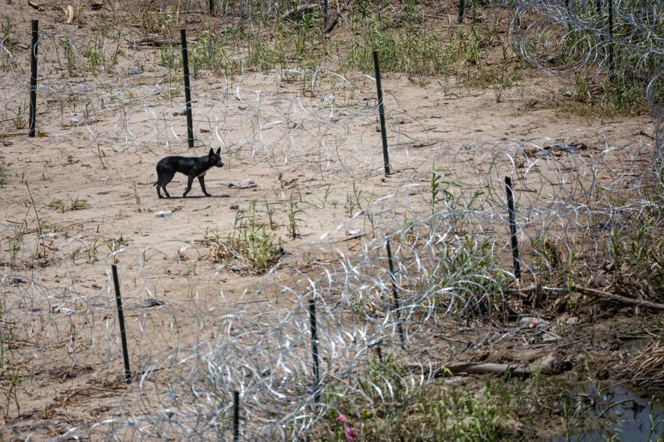 A dog walks through razor wire surrounding Shelby Park, where more than 400 migrants have been arrested since June, according to their lawyers.