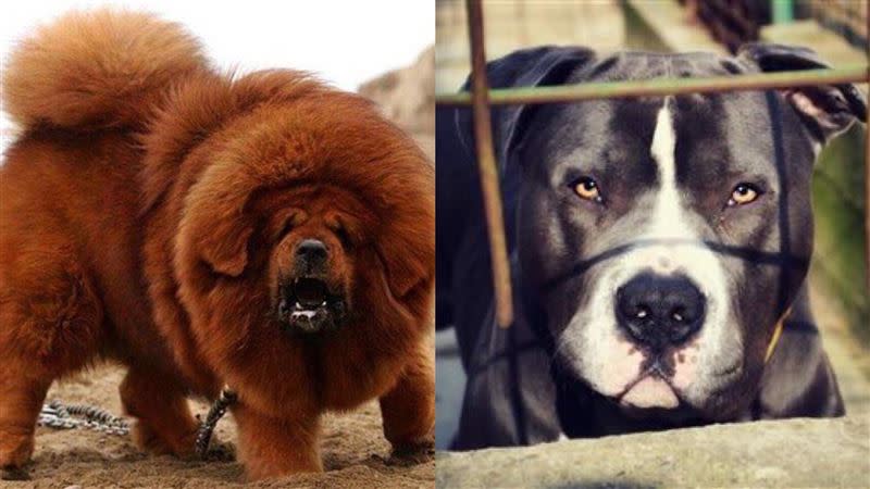 藏獒與比特犬都是屬於兇猛犬種。（示意圖／翻攝自臉書、Pixabay）