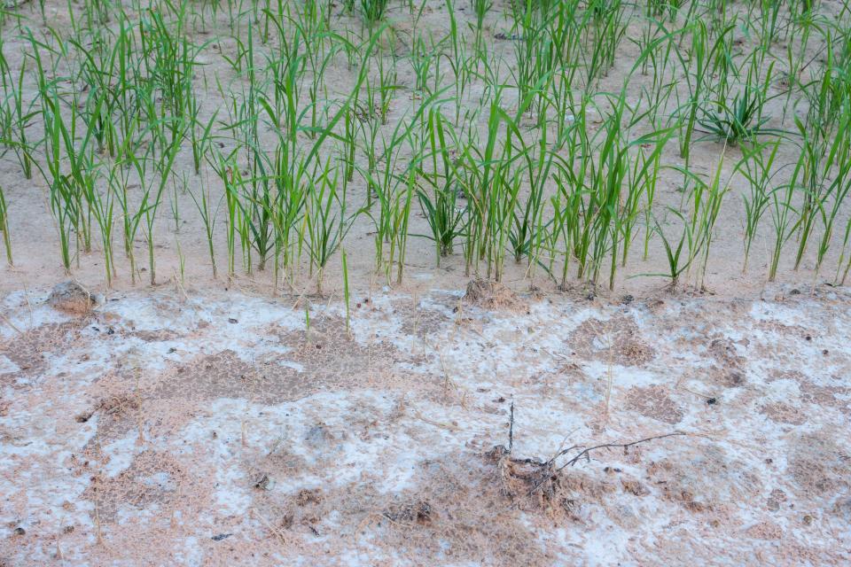Rice seedlings planted in salty soil.