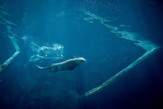 SINGAPORE - MARCH 25: A Giant River Otter is seen swimming during a media tour ahead of the opening of River Safari at the Singapore Zoo on March 25, 2013 in Singapore. The River Safari is Wildlife Reserves Singapore's latest attraction. Set over 12 hectares, the park is Asia's first and only river-themed wildlife park and will showcase wildlife from eight iconic river systems of the world, including the Mekong River, Amazon River, the Congo River through to the Ganges and the Mississippi. The attraction is home to 150 plant species and over 300 animal species including 42 endangered species. River Safari will open to the public on April 3. (Photo by Chris McGrath/Getty Images)