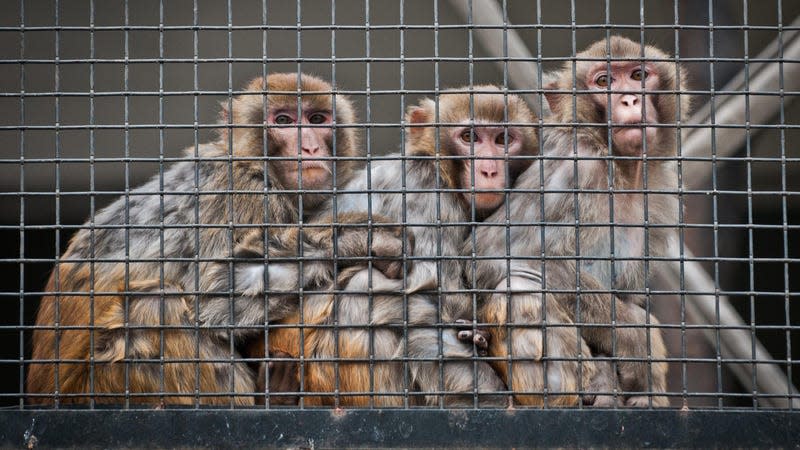 Rhesus macaques are commonly used in scientific and medical testing. The species carries multiple pathogens that can infect people, and Neuralink may not have always taken the required precautions to prevent human exposure to disease. 
