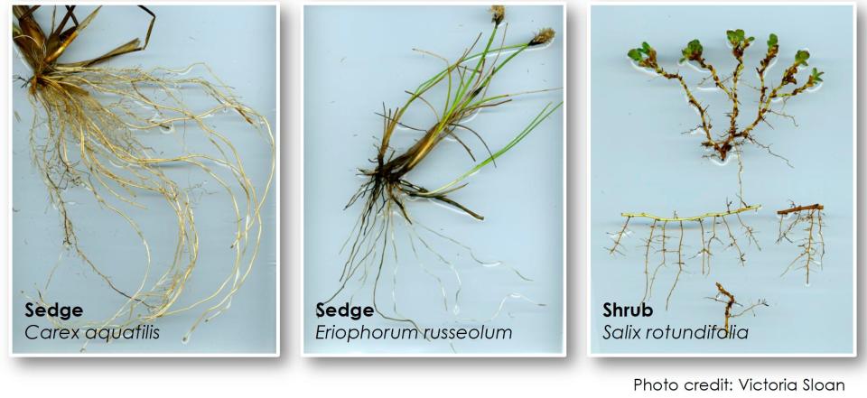 Shrub roots with mycorrhizal fungi at their tips to assist the plants with acquiring water and nutrients to help them grow, as shown by images taken by underground robot cameras.