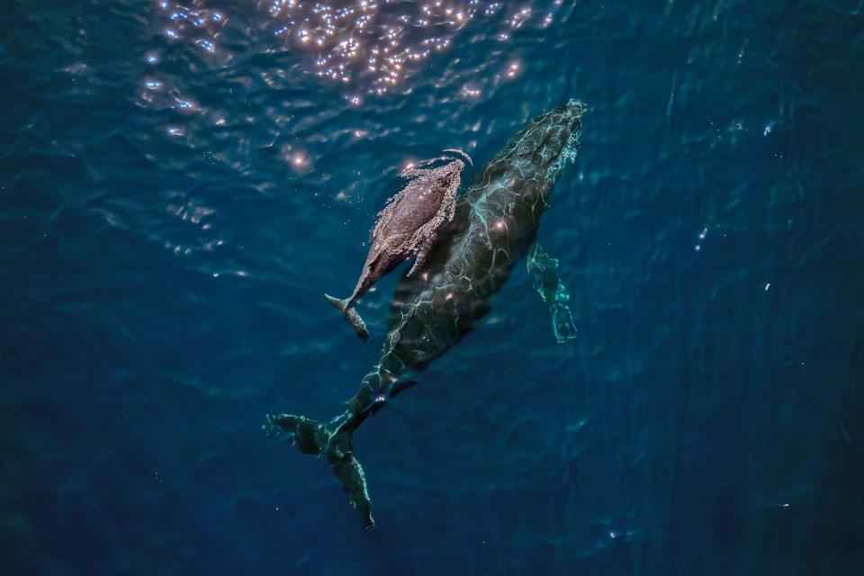 PHOTO: A mother humpback whale and calf are seen on the coast of Vitoria, Espirito Santo state, Brazil, Aug. 22, 2023.  (Carl De Souza/AFP via Getty Images)