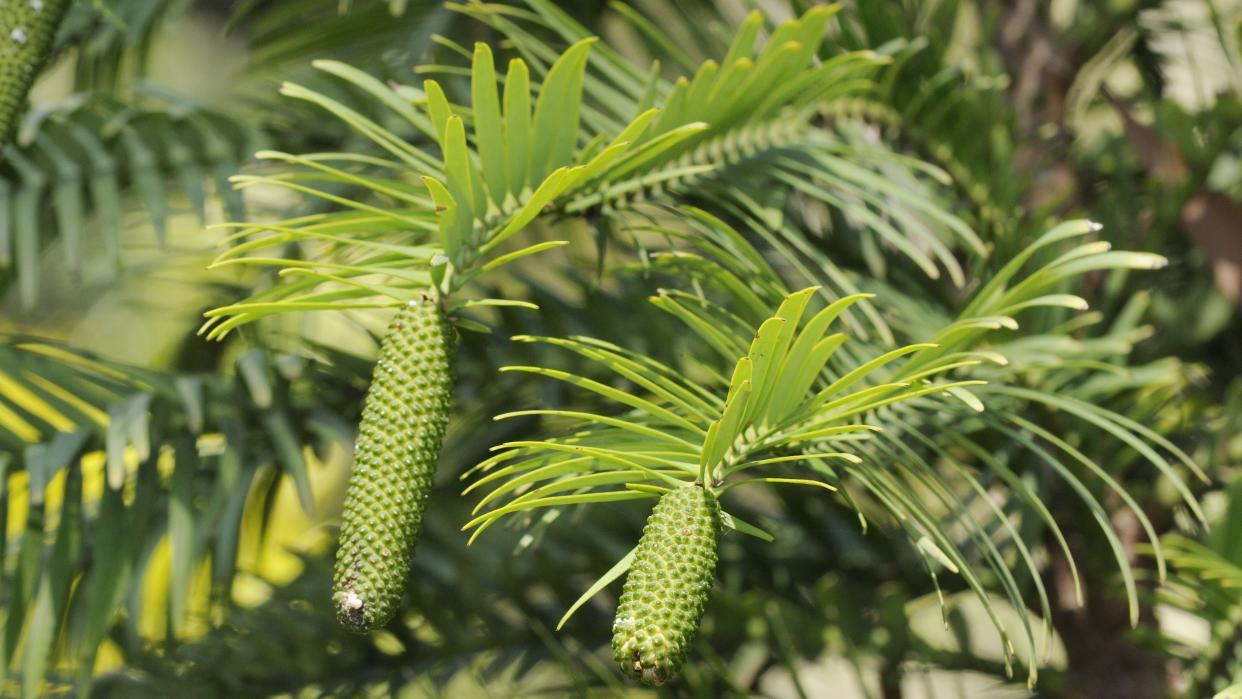  close up of a wollemi pine tree, a species that has survived since the cretaceous period 