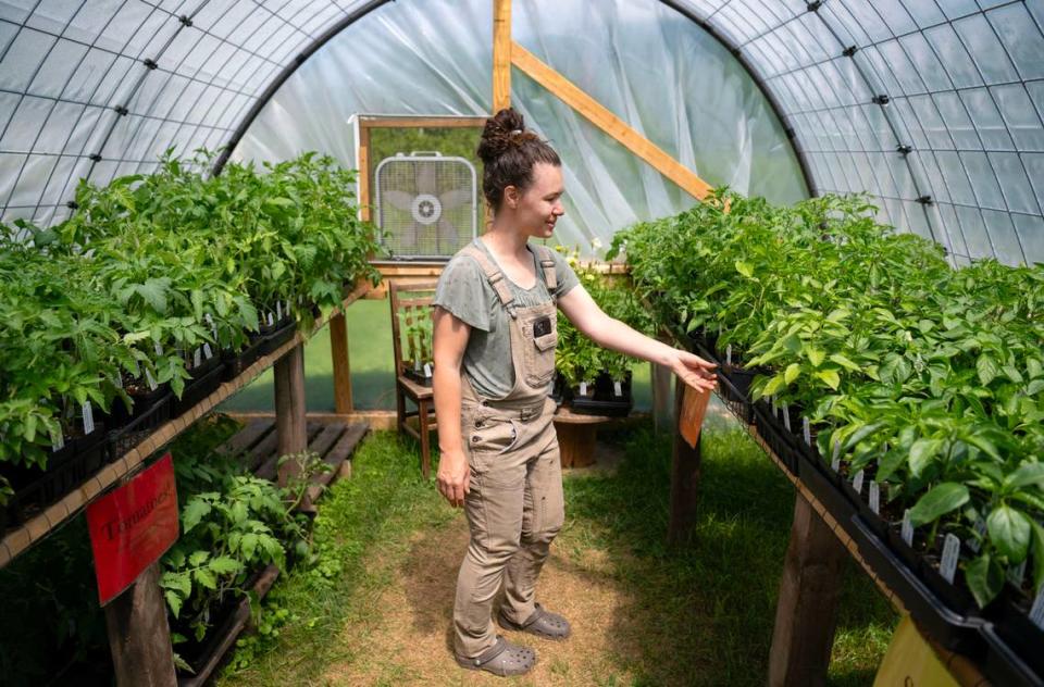 Abbie Spackman talks about the twenty varieties of tomatoes available at The Heirloom Farmer on Friday, May 31, 2024.