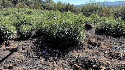 Jara vigorosa tras quema prescrita. Pablo Martín-Pinto