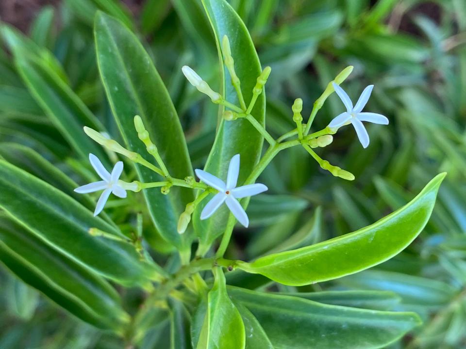 Pearlberry is an undemanding shrub with beautiful elliptical foliage setting off delicate clusters of milky star-shaped flowers.