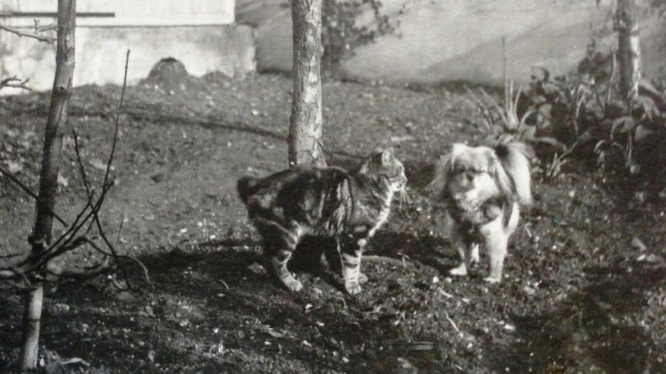 Kylin the Pekingese dog, who lived from 1909 to 1924, pictured with some cats in the gardens of Preston Manor in Brighton and Hove, UK. - Courtesy Brighton & Hove Museums