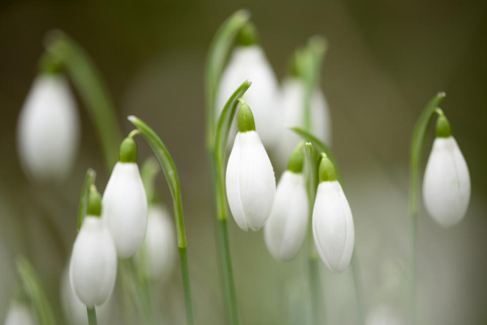 snowdrops