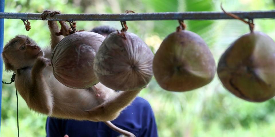 monkey school coconut training