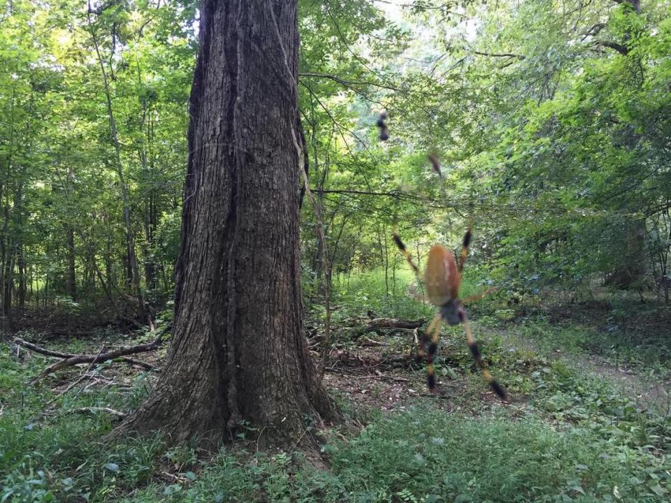 The Golden Silk Orbweaver spider has invaded Congaree National Park, which officials say is tied to climate change and rising temperatures