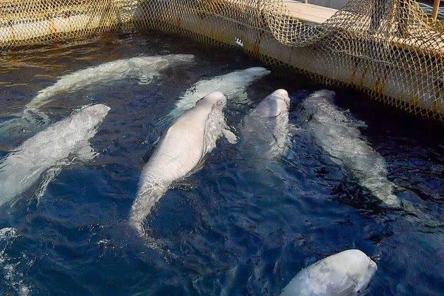 <p>Dans le complexe de bassins flottants exigus dans lesquels des cétacés capturés étaient autrefois entassés près du port de Nakhodka, en Russie, en 2019.</p>