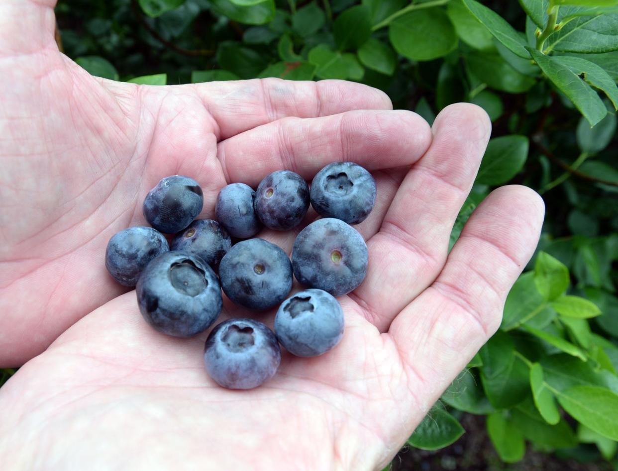 Large, sweet blueberries at the Shady Oak Farm in Lakeland, FL on Thursday April 17, 2014. Manager Retta Baucam said they pick commercial to keep up with the berries, but they are first and foremost a u-pick. "Our main goal is to let people experience a farm environment in a family friendly atmosphere," she said. IMAGES OF POLK   Scott Wheeler/The Ledger