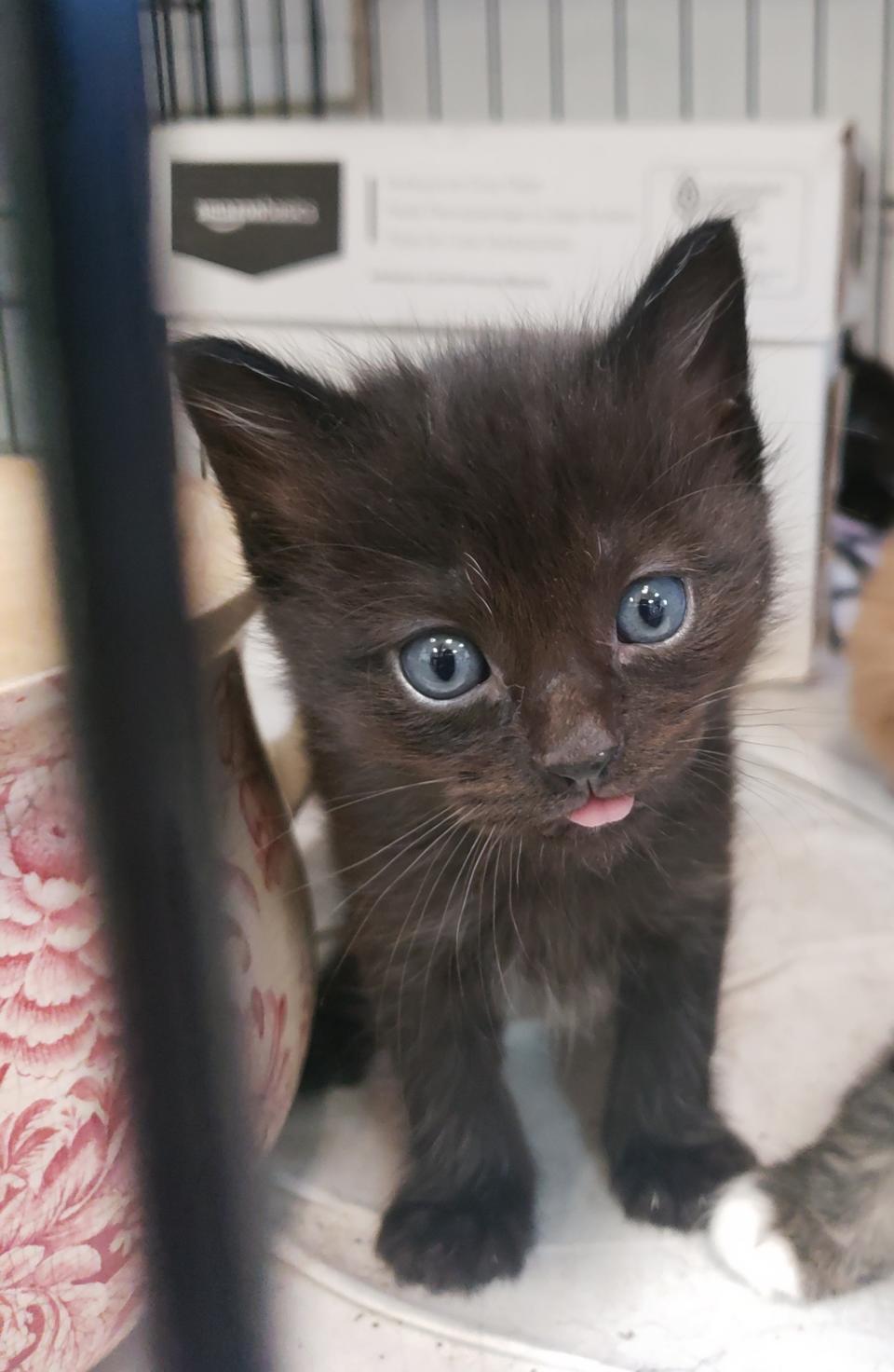 This is one of six kittens delivered by Tortie last month.