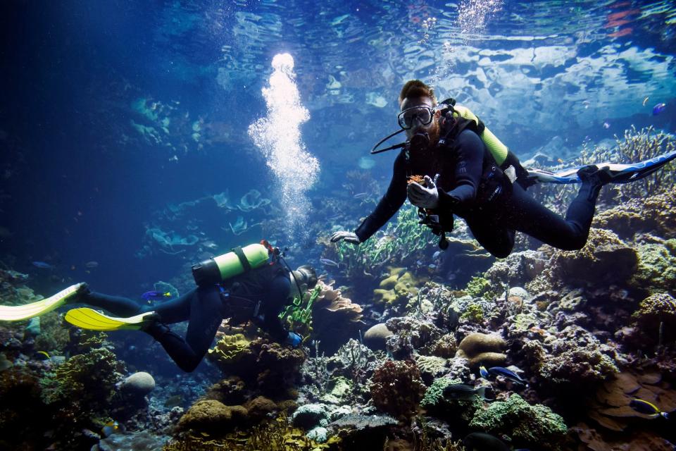 荷蘭皇家伯格斯動物園的潛水員，整理、照顧珊瑚。路透社