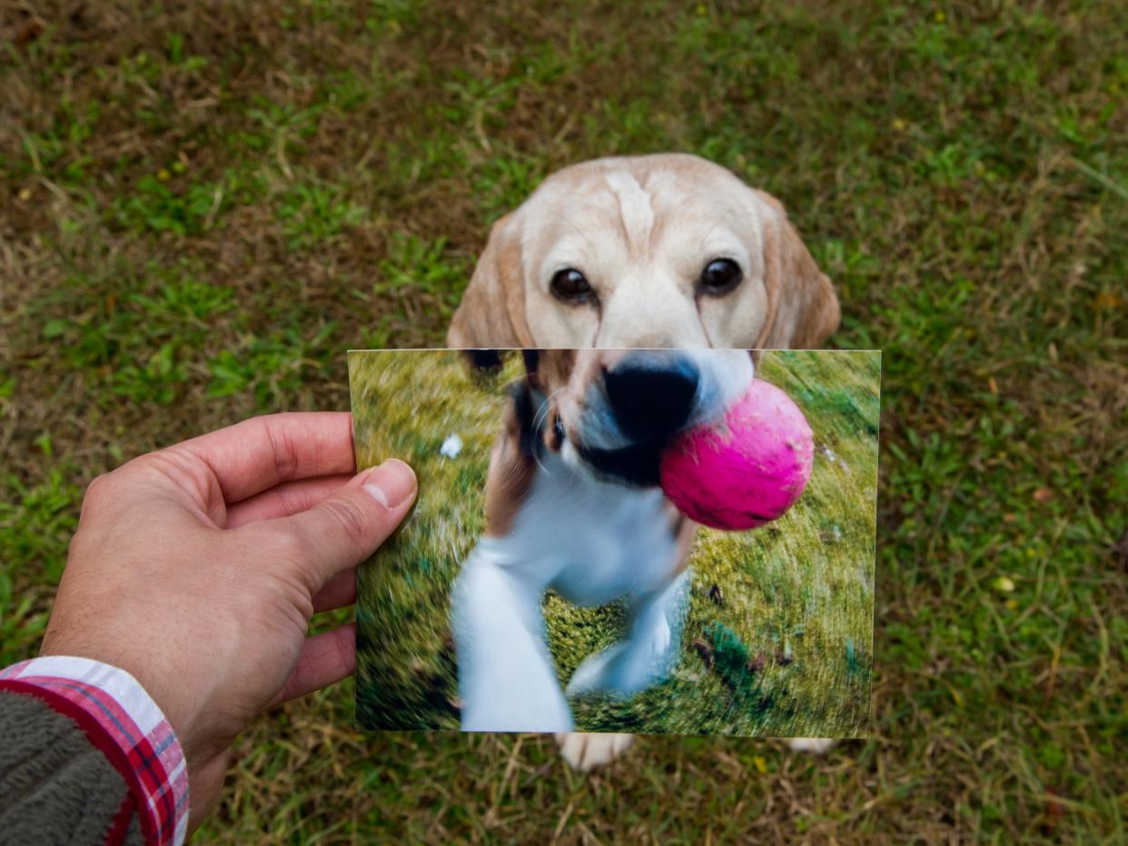 A photo of a hand holding up a photo of a dog with a dog in the background.