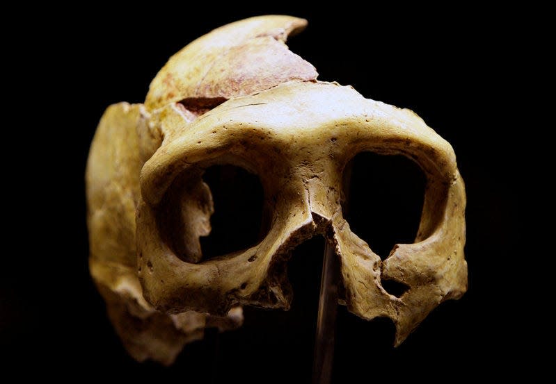 FILE PHOTO - The replica of a Neanderthal skull is displayed in the new Neanderthal Museum in the northern Croatian town of Krapina, Croatia on February 25, 2010.    REUTERS/Nikola Solic/File Photo