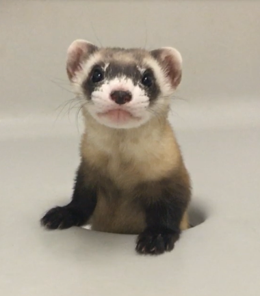 The black-footed ferret Elizabeth Ann was cloned from the cells of a ferret that lived more than 30 years earlier.