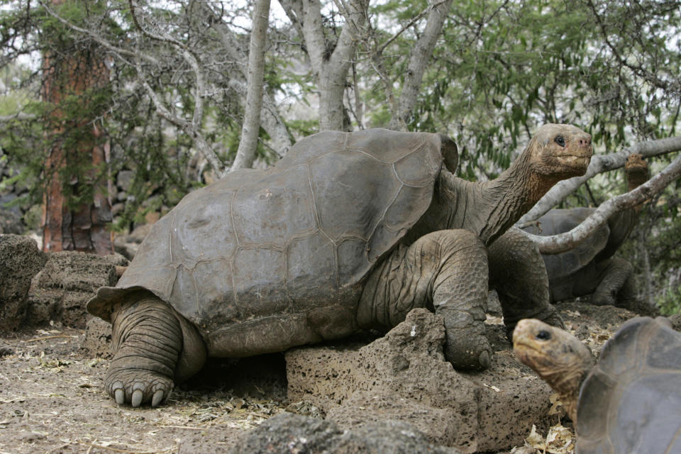 When Lonesome George died at the age of 100 in 2012, <a href="http://www.nytimes.com/2012/07/03/science/death-of-lonesome-george-the-tortoise-gives-extinction-a-face.html" target="_blank">the world mourned</a>. Believed to be the last <a href="http://www.iucnredlist.org/details/9017/0" target="_blank">Pinta giant tortoise</a> on the planet, George, who&rsquo;d lived in a research station on the Galapagos Islands, had become a poster animal for endangered species worldwide. <br /> <br /> &ldquo;It is a very sad story for all of us,&rdquo; Christian Saa, a national park ranger, told The New York Times after the tortoise&rsquo;s death. <br /> <br /> &ldquo;He was like a member of the family to me,&rdquo; said Faust Llerena, the 74-year-old ranger who&rsquo;d cared for George for decades. &ldquo;To me, he was everything.&rdquo; <br /><br /> The Galapagos Islands had once been home to a thriving population of giant tortoises. Hunting by sailors, pirates and merchantmen in the 17th, 18th and 19th centuries, however, decimated their numbers. More than <a href="http://animals.nationalgeographic.com/animals/reptiles/galapagos-tortoise/" target="_blank">100,000 tortoises</a> are believed to have been killed over that period. <br /> <br /> Today, an estimated 15,000 giant tortoises remain on the island, all of them considered endangered and strictly <a href="http://www.galapagos.org/conservation/conservation/project-areas/ecosystem-restoration/tortoise-restoration/" target="_blank">protected</a> by the Ecuadorian government.