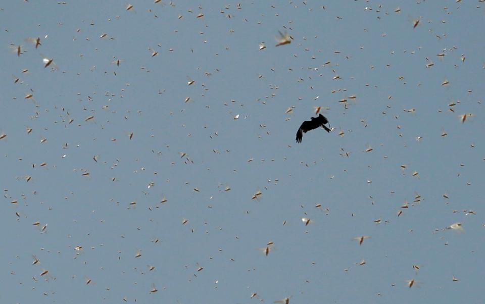 JAIPUR, INDIA - MAY 25: An eagle flies through a swarm of locusts around apartments near the Railway Station on May 25, 2020 in Jaipur, India. The Food and Agricultural Organization of the United Nations in its latest locust bulletin on May 21 said the insects spring breeding has continued in Iran and southwest Pakistan and that they will be moving to the India-Pakistan border till at least early July. Already 38,308 hectares in 22 out of 33 districts of Rajasthan are under locust attack, according to the state government. They have reached as far as Madhya Pradesh and Uttar Pradesh, after entering from Pakistan in April. (Photo by Himanshu Vyas/Hindustan Times via Getty Images)