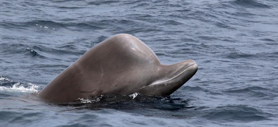 A Northern bottlenose whale pokes its head above the water's surface