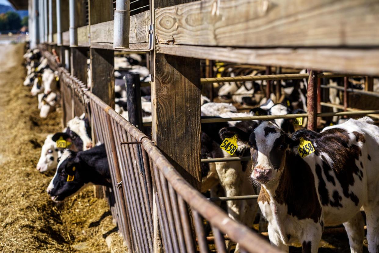 <span>Manure from livestock is often used as fertilizer, but it also contaminates groundwater on which nearby residents depend.</span><span>Photograph: Kerem Yücel/AFP/Getty Images</span>