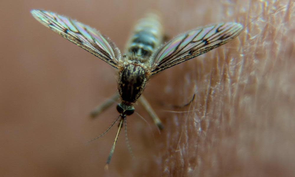 Dengue fever is a mosquito-borne​ viral disease