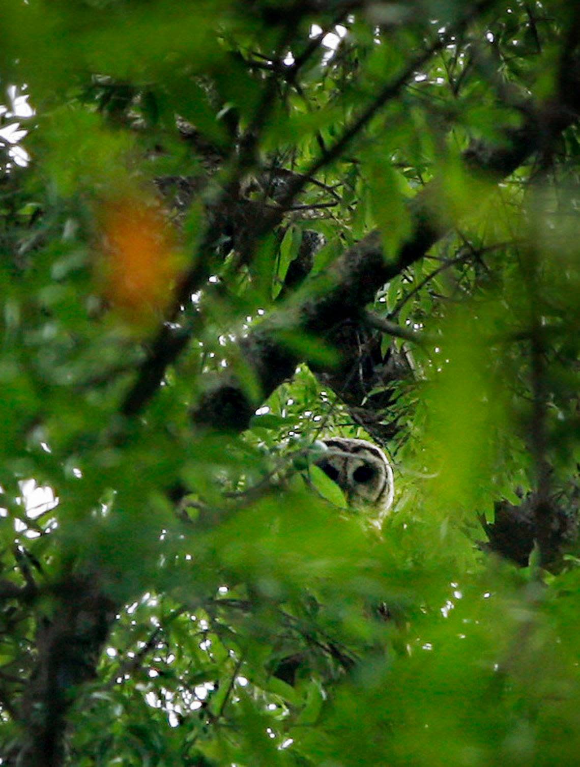 An eastern barn owl looks through some branches in the Little Pee Dee Heritage Preserve. The area is home to an array of wildlife including black bears, ducks, bobcats, minks, white-tailed deer, bald eagles and hawks. The proposed Interstate 73 would pass through the area.