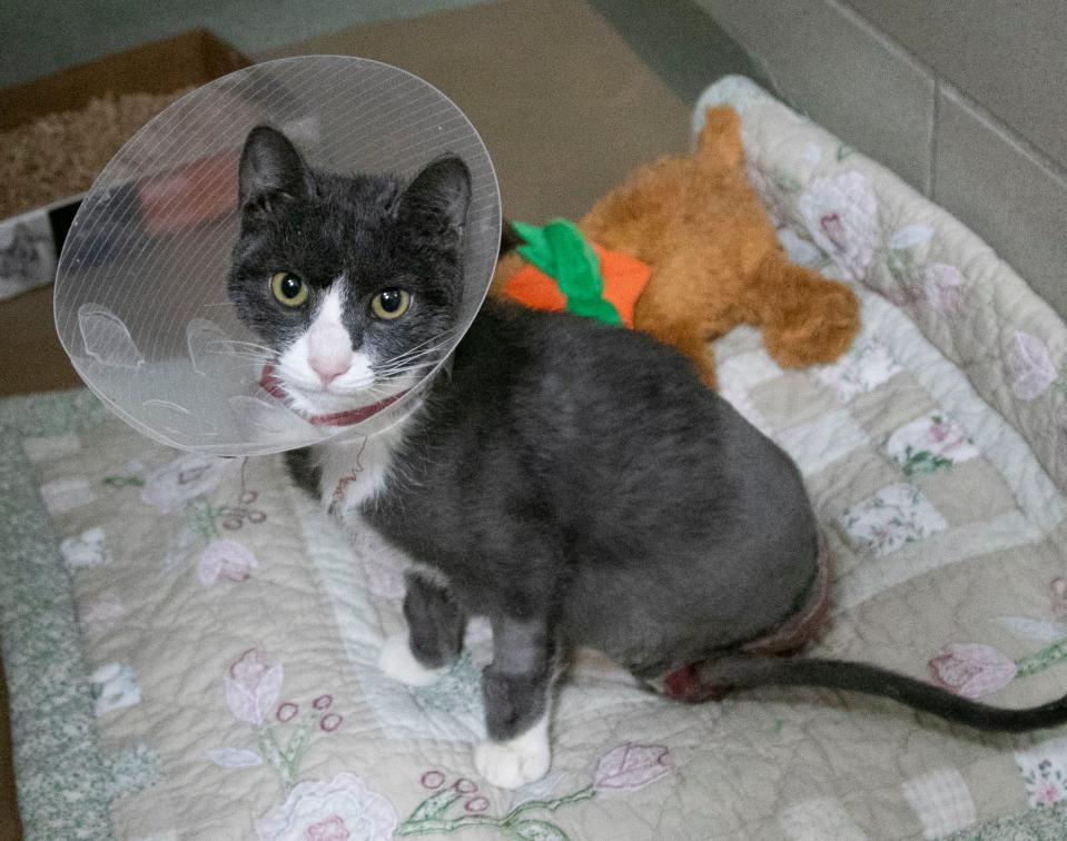 Animal Rescue League trying to save cat who was found with severe burns