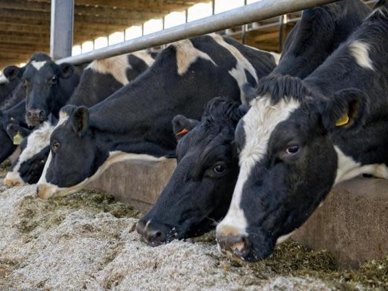 Dairy farmers are at risk of going out of business soon, unless a balance can be struck with buyers (Getty)