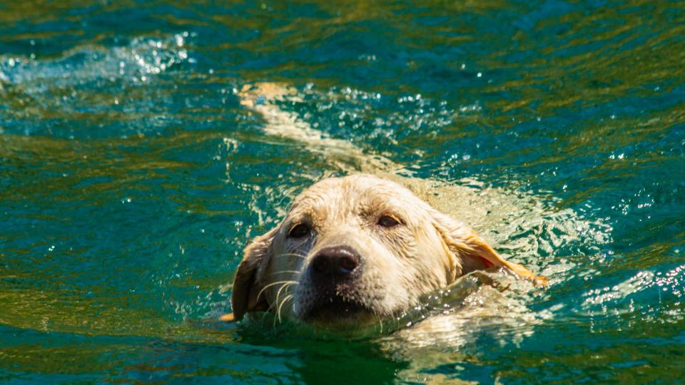 Dog swimming