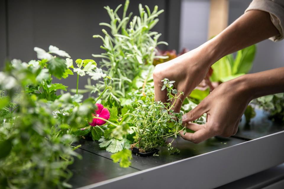 Rise Gardens WiFi-connected, mobile app-guided hydroponic system.