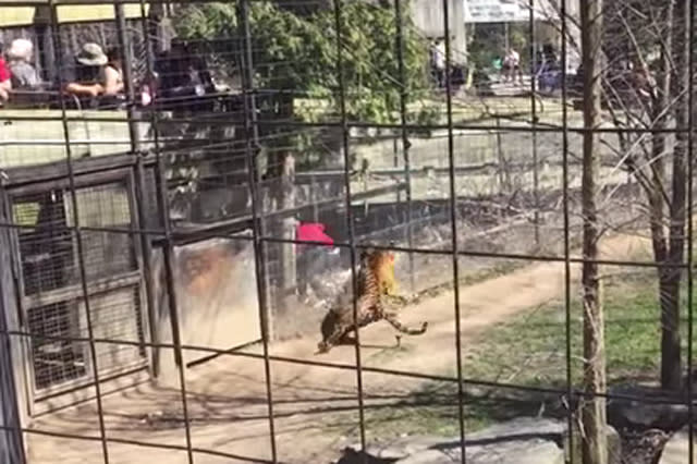 woman jumps into tiger enclosure for hat