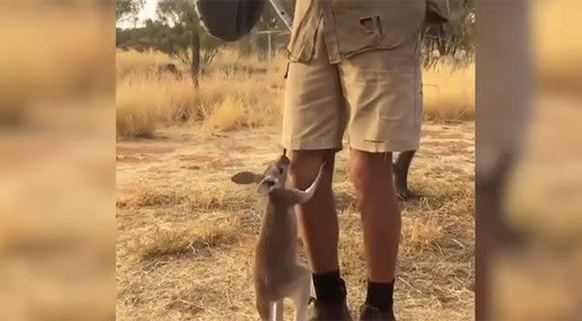 Terri seems desperate to jump into a cloth pouch. Source: The Kangaroo Sanctuary Alice Springs/ Facebook