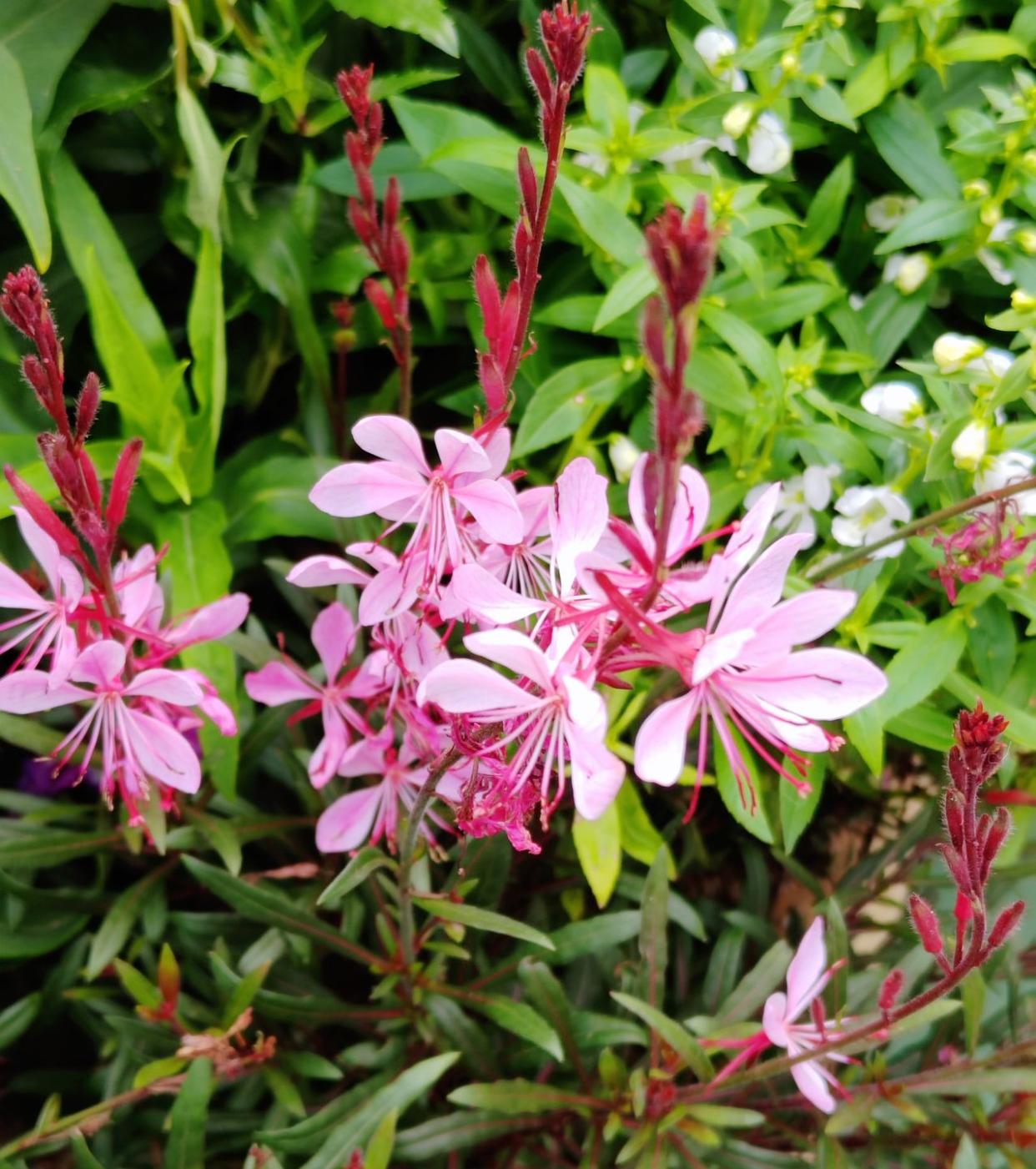 pink gaura flowers