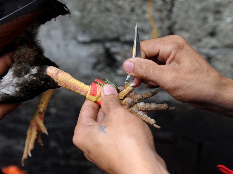 A rooster is fitted with a razor sharp blade outside Manila in 2014 (Jay Directo/AFP via Getty Images)