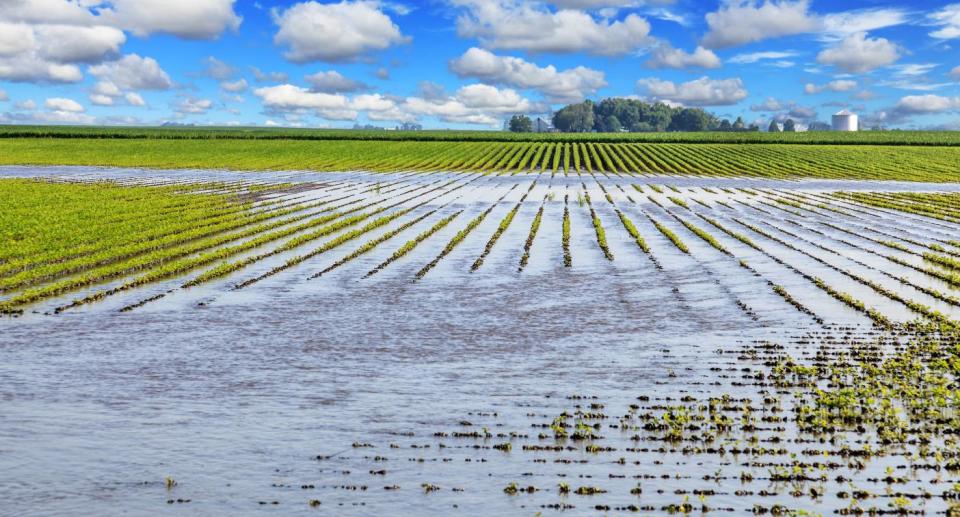 Flooded farming crop