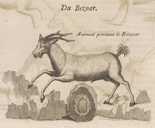 Frenchman&nbsp;Pierre Pomet included this illustration of a bezoar -- cross-sectioned to reveal its core -- and the goat from which it came in his 17th century guide to medicinal drugs.