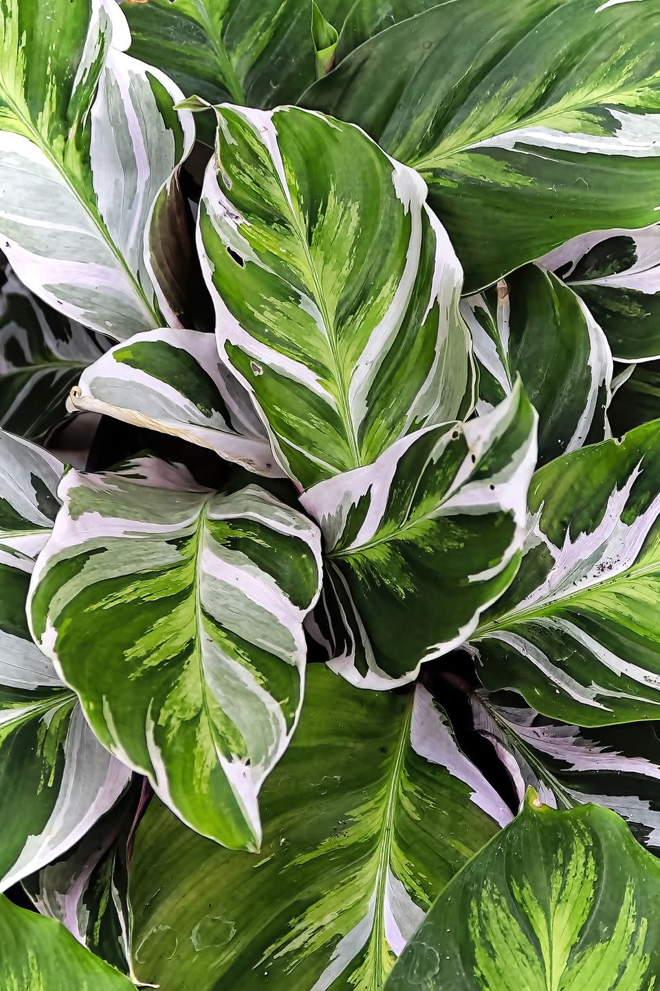 8) Foliage houseplants