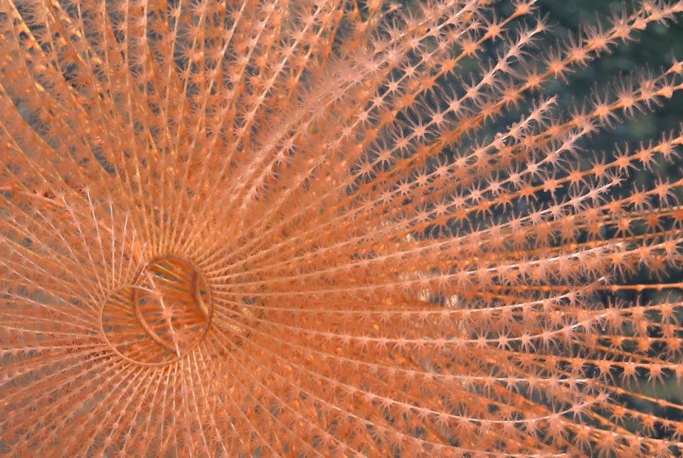 A pale pink spiraling coral underwater near Chile