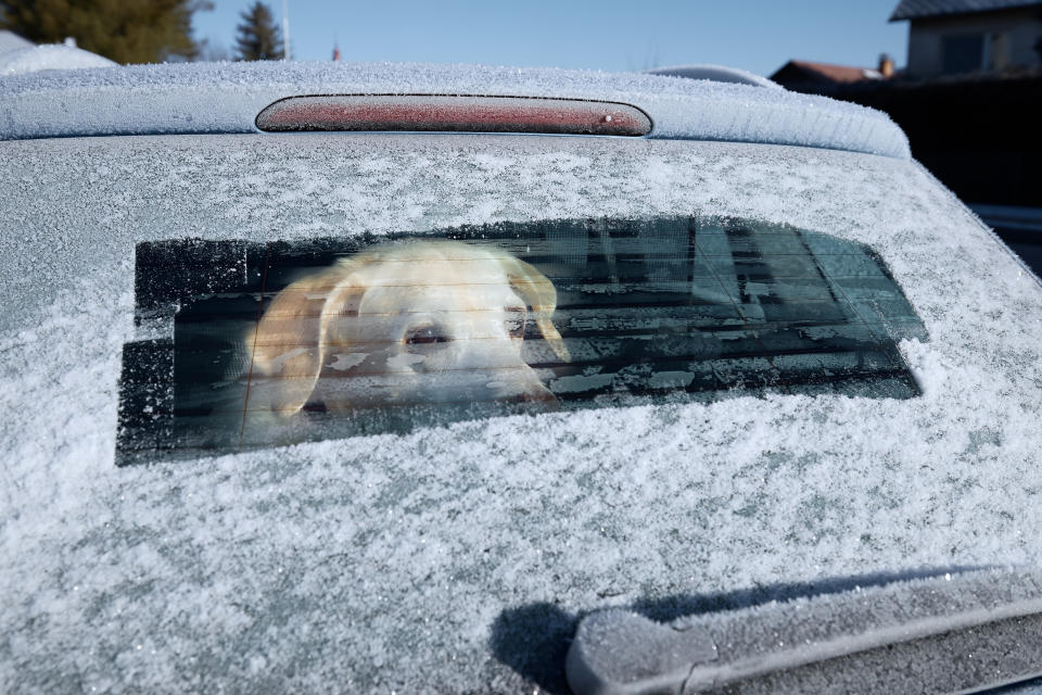 Winter road trip with dog. Labrador retriever looking through window of car during frosty day. 