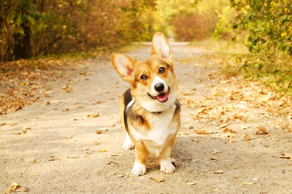 Cardigan Welsh Corgi