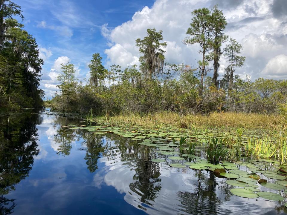 Chase Praire, Okefenokee Swamp, beginning of two miles of lily pads.